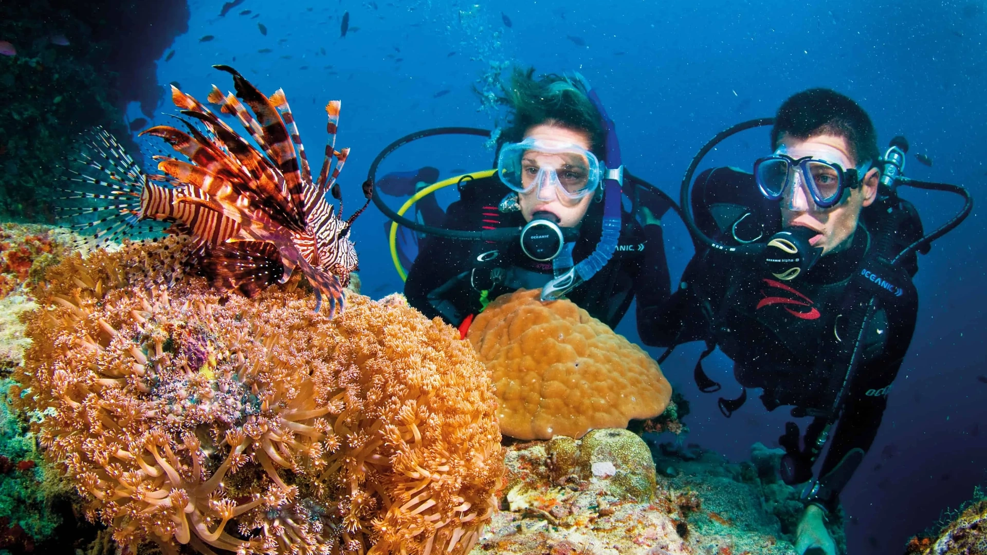 Half-day tour | Turtle release and Snorkeling In Con Dao Island